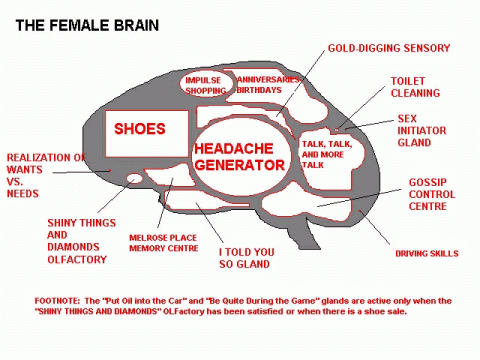 Das weibliche Gehirn