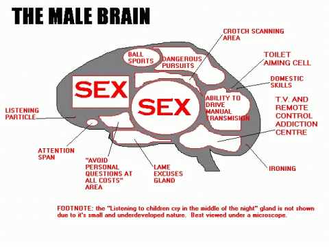 Das männliche Gehirn